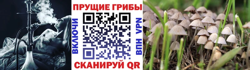 Псилоцибиновые грибы Cubensis  Купить  Шебекино 